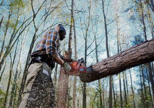 Hand Saw Buying Guide